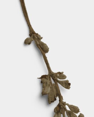 Umber Pressed Flower Stem 02 PNG Image High Resolution.jpg