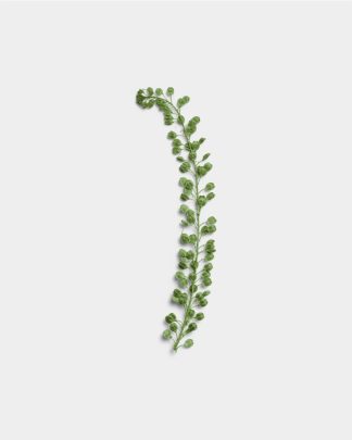 Verdant Basil Seeds 01 PNG Image Thumbnail.jpg