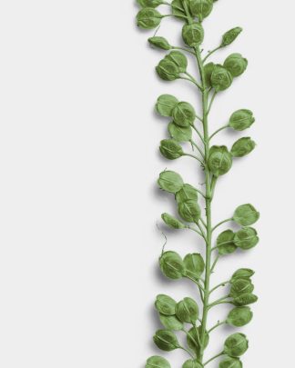 Verdant Basil Seeds 02 PNG Image High Resolution.jpg
