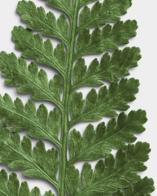 Verdant Dried Fern Leaf 02 PNG Image High Resolution.jpg