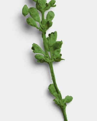 Verdant Dried Flower Stem 02 PNG Image High Resolution.jpg