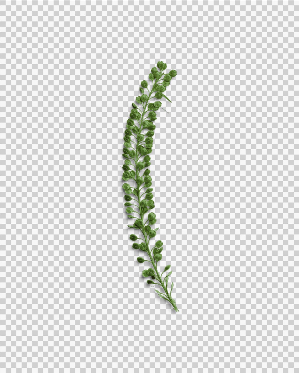 Verdant Pressed Basil Seeds 03 PNG Image Transparent Background.jpg