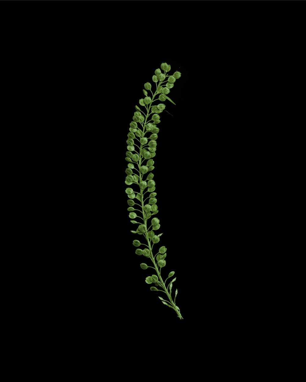 Verdant Pressed Basil Seeds 04 PNG Image Isolated Object.jpg