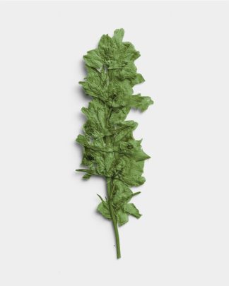 Verdant Pressed Botanical Leaves 01 PNG Image Thumbnail.jpg