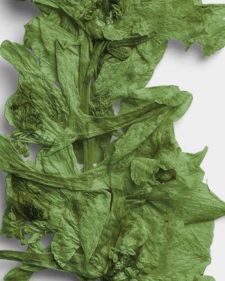 Verdant Pressed Botanical Leaves 02 PNG Image High Resolution.jpg