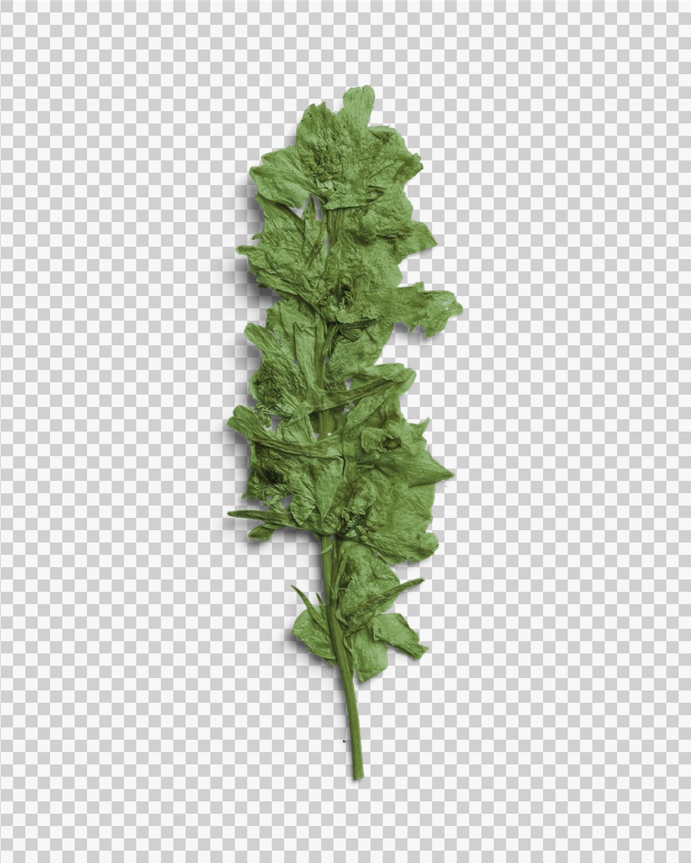 Verdant Pressed Botanical Leaves 03 PNG Image Transparent Background.jpg