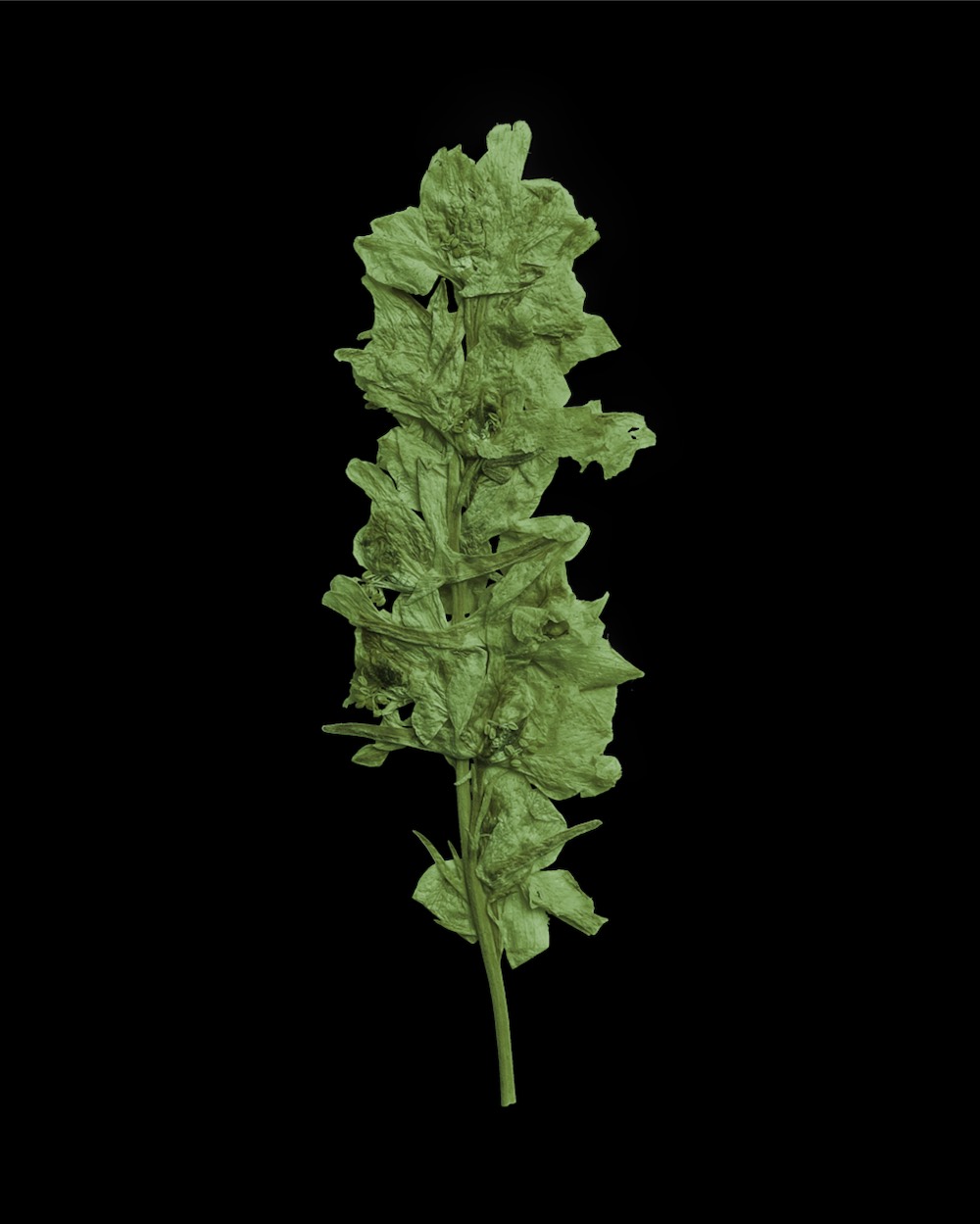 Verdant Pressed Botanical Leaves 04 PNG Image Isolated Object.jpg