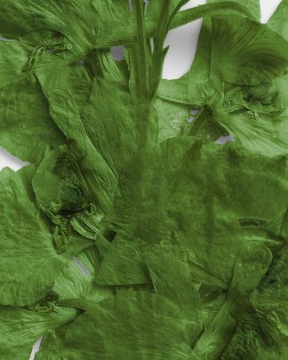 Verdant Pressed Dried Leaves 02 PNG Image High Resolution.jpg
