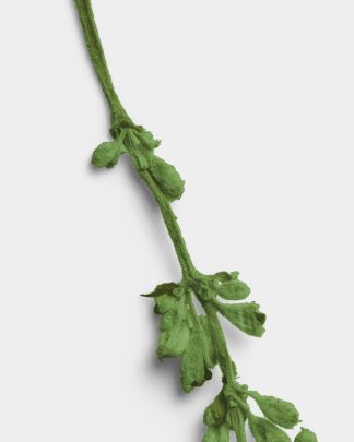 Verdant Pressed Flower Stem 02 PNG Image High Resolution.jpg