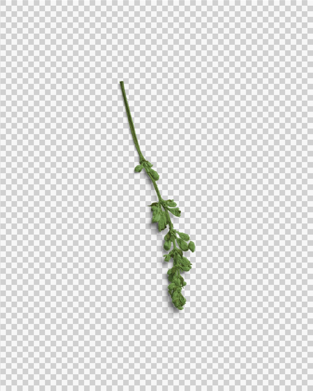 Verdant Pressed Flower Stem 03 PNG Image Transparent Background.jpg