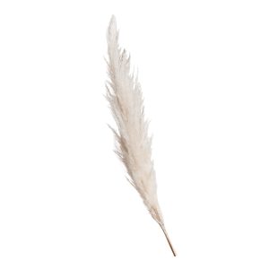 isolated pampas